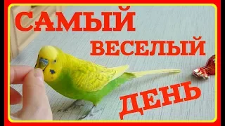 САМЫЙ ВЕСЕЛЫЙ ДЕНЬ ВОЛНИСТОГО ПОПУГАЯ/ПОПУГАЙ ИГРАЕТ/ВЕСЕЛЫЙ РУЧНОЙ ПОПУГАЙ/зеленый попугайчик TV