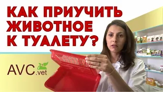 Как приучить питомца к туалету?