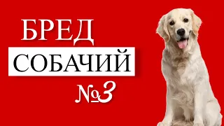 БРЕД СОБАЧИЙ 3 | Можно ли играть с собакой в ПЕРЕТЯЖКИ? Виляет ХВОСТОМ - что значит?