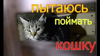 КАК ПОЙМАТЬ КОТА.Делаем ловушку.Пытаемся ловить.