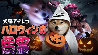 【犬猫アテレコ】ハロウィンの悪霊退散！コラボクッキー