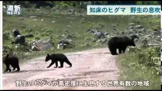 Brown bear attacked tourist car  -Hokkaido Japan-