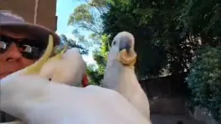 Cute, cheeky, and clever wild cockatoo livestream.