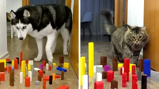 Careful Huskies VS Crazy Cats! Obstacle Challenge Dog And Cat