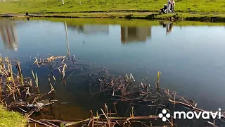 У меня во дворе в пруду уже год живут черепахи .Красноухая черепаха