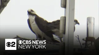 Osprey nest shuts down major Playland Park attraction