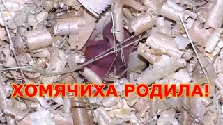 Хомячиха родила | Джунгарские хомяки 0-7 дней