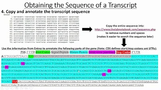 Retrieving Gene & Promoter Sequences