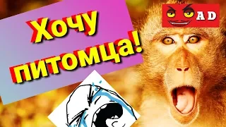 Какого домашнего питомца лучше купить!