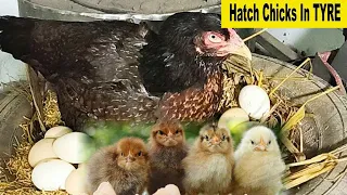 Guidelines On How To Hatch Chicks In A Car Tyre - DR.ISA LUIGARE