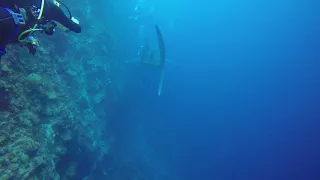 Китовая акула появилась неожиданно. Филиппины 2017(1)