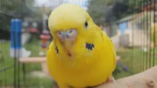 2 Hours of Budgie Best Friends - Mango and Chutney - Singing and Talking Sounds