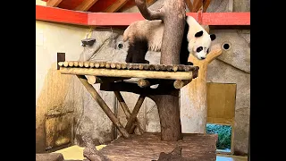 LLEGADA PAREJA DE PANDAS AL ZOO DE MADRID