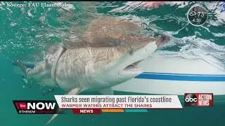 Shark migration comes early to Florida coastline