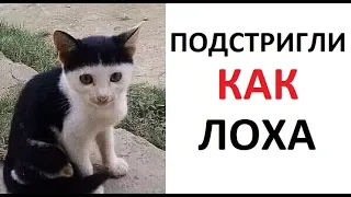 Лютые приколы. Подстригли как лоха.