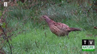 Le faisan en promenade.