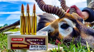 .243 vs Blackbuck - Norma Whitetail Ammo