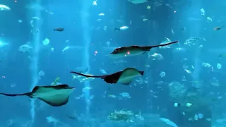 Aquarium Singapore