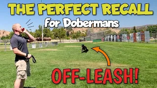 Off-Leash Doberman Training: The Recall Command