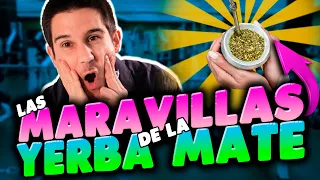 YERBA MATE 🍃 Sus Propiedades y Beneficios⭐️ ¿Lo Mejor Del Té y Del Café Unidos? 😳