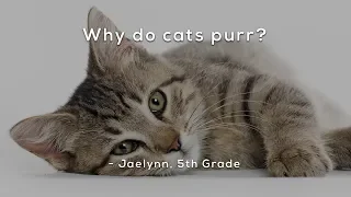 Why do cats purr?