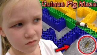 Escape the Giant Lego Maze Guinea Pig Race! Disqualified for Poo!!!
