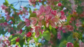 Der Frühling ist die schönste Zeit (A. von Droste-Hülshoff)