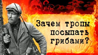 В чем была смекалка партизан в годы Великой Отечественной войны? Для чего тропы посыпали грибами?