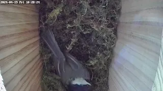 Day 4: Black capped chickadee nest box