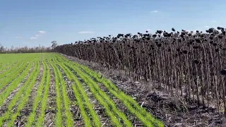 Розчарування року соняшник по Strip-till