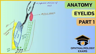 Ocular anatomy part 1 - Anatomy of the eyelids