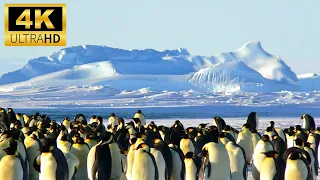 penguins | emperor penguin | antartic | bird | relexation | 4k