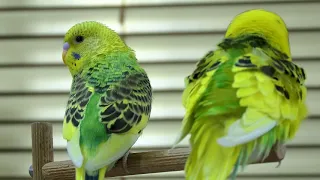 Tigrice Papagaji Pjevaju ❤️ Zvuk Papagaja