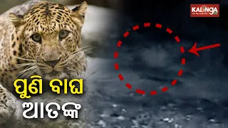 Tiger spotted roaming near city area in Bhanjanagar, Locals panic || KalingaTV