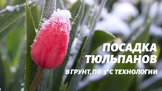 Посадка тюльпанов по 5°С технологии в грунт