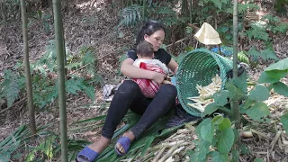 Single mother - Looking for wild bamboo shoots to sell - Digging the land