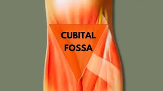 Cubital Fossa Explained: Anatomy, Boundaries, Contents | Doctor Speaks