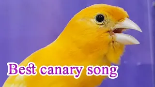 Best canary singing for training - LIVE SONG