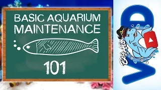 Basic Aquarium Maintenance 101 | BigAlsPets.com