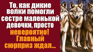 То, как дикие волки помогли сестре маленькой девочки, просто невероятно! Главный сюрприз ее ждал...