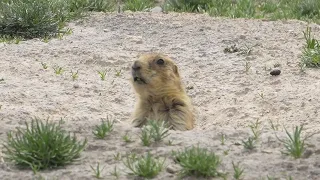 perrito llanero mexicano en su estado natural