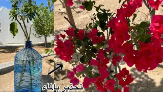 تجذير شجرة الجهنمية بالماء | Rooting the bougainvillea tree with water