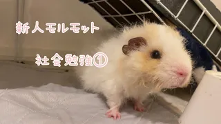 新人モルモット、ちょっと大きくなりました fluffy guineapig