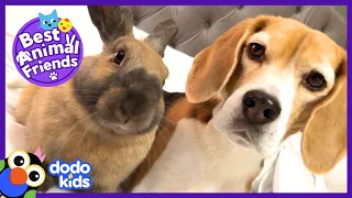 Beagle And Bunny Are Obsessed With Snow | Animal Videos For Kids | Dodo Kids | #CampYouTube #WithMe