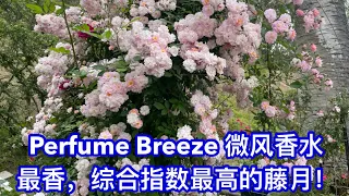 Perfume Breeze 微风香水最香，综合指数最高的藤月！