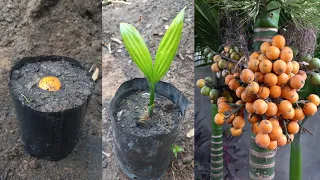 How To Grow Areca From Seed | Grow Betel Nut Tree From Seed - Grafting Agriculture Technology