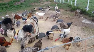 Aves da Chácara. #aves #roça #patos #galinhas #peru #marreco #chacara #roça