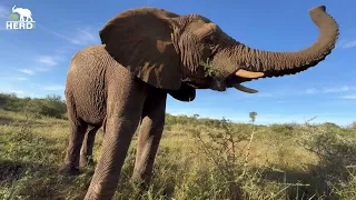 Walk through the bush with the Jabulani Elephant Herd 🐘🌿