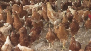 Galpón económico para gallinas | La Finca de Hoy