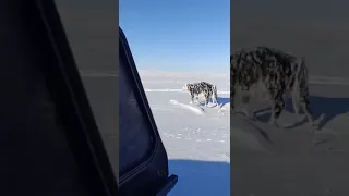 Корова замерзла на ходу в окрестностях г  Нур Султан Казахстан